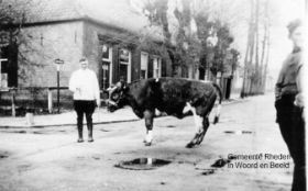 FB 30 nov. 2014 met GRWB Henk Hartgers met paaskoe van Zonnenberg waar hij werkzaam was hoek Dorpsstraat-Groenestraat omstreeks 1935.jpg