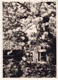 Appelboom in bloei in tuin Stenvoort aan Kerkstraat op 7 mei 1959 met naam WP.jpg